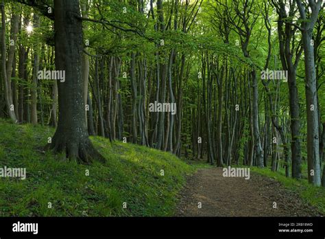 Sentiero immerso nella fitta foresta di faggi e abeti bianchi alla Verna, con il Monte Penna sullo sfondo