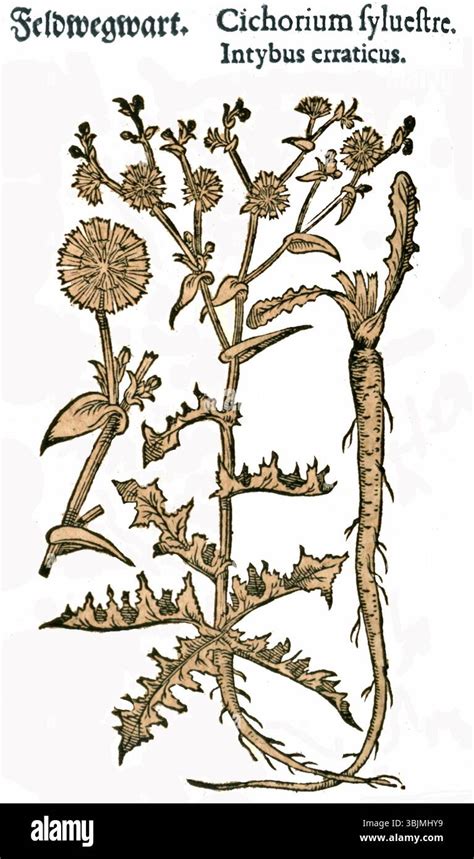 Illustrazione botanica di una delle specie presenti nell'orto storico