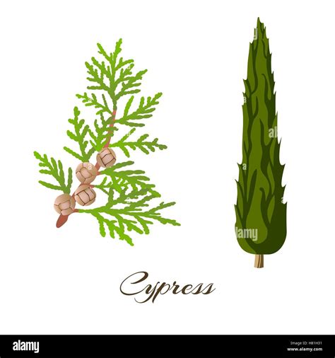 illustrazione di Cupressus sempervirens