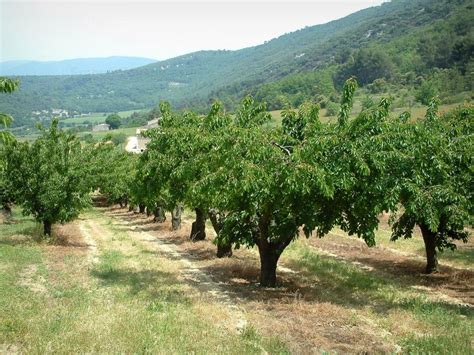 Alberi da frutto e colline verdi sotto il sole, che rappresentano il creato