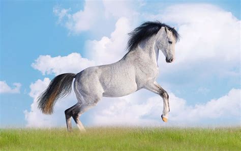 Illustrazione di Kalki Avatar su cavallo bianco con spada e arco