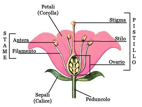 Schema della struttura di una messa nei Fiori Musicali