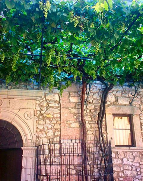 Fotografia della vite di Santa Rita nel chiostro del Monastero di Cascia
