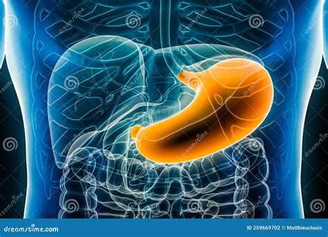 illustrazione del sistema digestivo umano con enfasi sullo stomaco