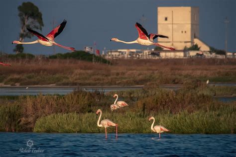 Fenicotteri rosa nelle saline di Margherita di Savoia