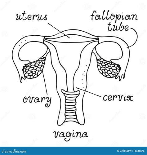 Illustrazione anatomica dell'utero e delle possibili aree di rottura