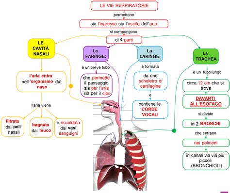 Schema che illustra i benefici dell'ambiente montano per le vie respiratorie