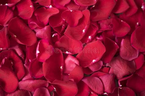 Primo piano di petali di rosa e ginestra