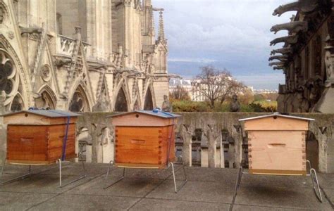 Alveare di api posizionato sul tetto della sacrestia di Notre-Dame de Paris