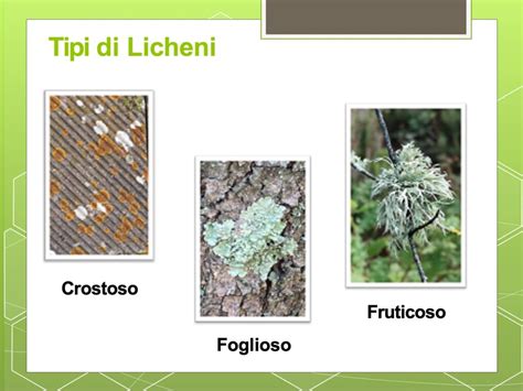 Diagramma esplicativo dei diversi tipi di parallelismo ebraico