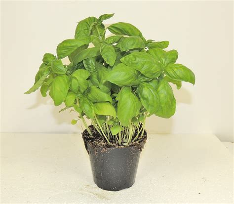 Rappresentazione di una pianta di basilico rinvasata in un vaso più grande con argilla espansa sul fondo