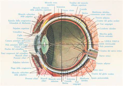 Schema illustrativo del funzionamento dell'OCT oculare e delle sue applicazioni