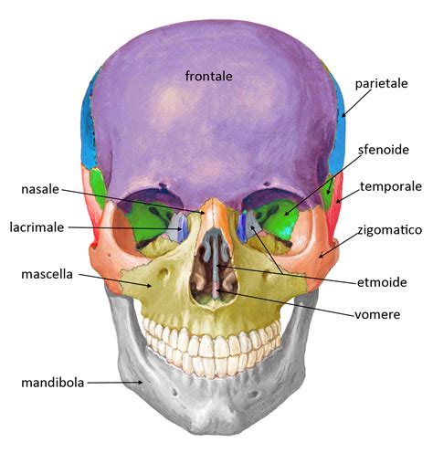 Schema di un cranio con i traumi compatibili con la 