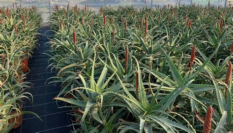 Piantagione di Aloe Arborescens