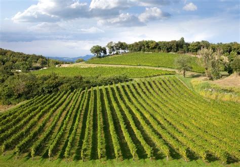 Vigneto fertile in una giornata di sole