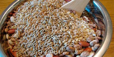 Infografica: Ingredienti del Pane Ezechiele (cereali e legumi germogliati)