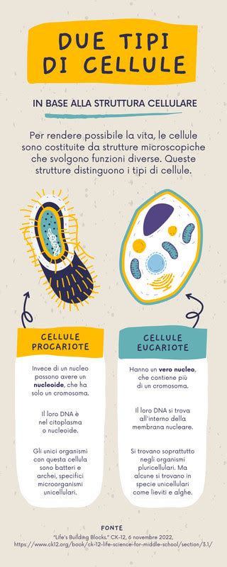 Infografica: Confronto tra i due tipi di