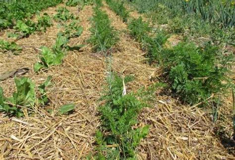Didascalia: Esempio di pacciamatura con paglia intorno a piante di basilico