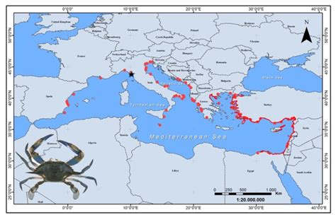Infografica sulla diffusione del granchio blu nel Mediterraneo