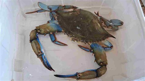 Pescatori tunisini che lavorano il granchio blu con attrezzature specializzate