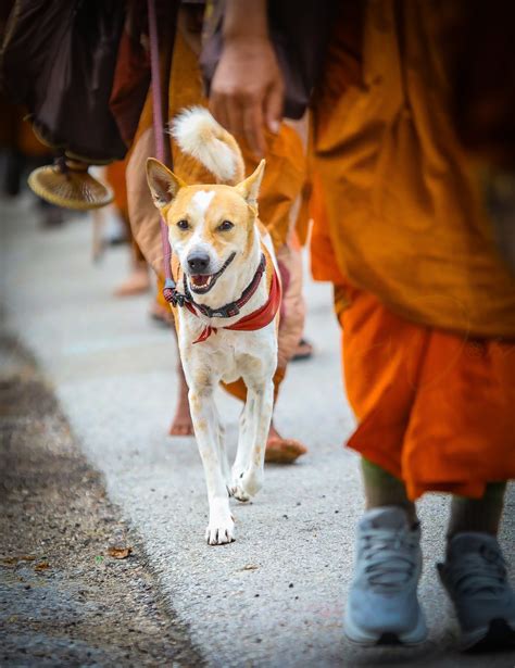 Aloka, il cane indiano, cammina al fianco di monaci buddisti durante la 