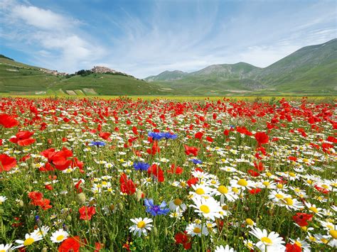 Fiore sulla ringhiera di un campo di concentramento, un gesto di memoria che contrasta il silenzio dei luoghi di morte.