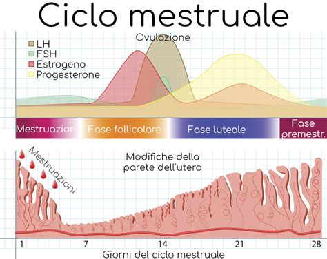 Schema che illustra l'osservazione dei bio-segnali femminili e il ciclo mestruale