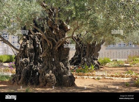 Giardino del Getsemani con ulivi secolari e la Basilica delle Nazioni sullo sfondo