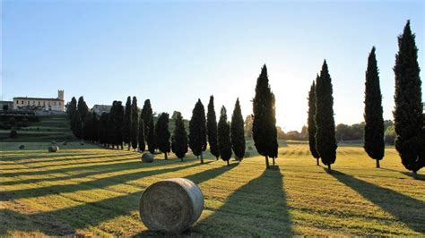 Rappresentazione del Viale dei Cipressi di Inverigo